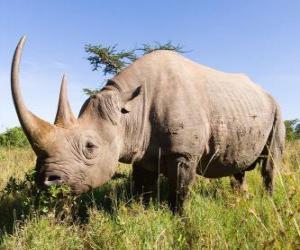 пазл Великий Носороги